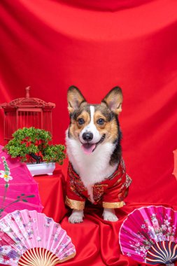 Bir erkek Corgi Pembroke Galsh Fotoshoot Fotoğraf Stüdyosu. Kırmızı arka plan Çin Yeni Yıl temalı elbise ve dekorasyonu.