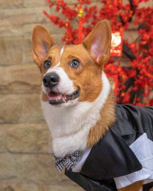 Bir erkek Corgi Pembroke Galsh fotoshoot fotoğraf stüdyosu mavi arka plan temalı elbise ve dekorasyonla izole edilmiş.