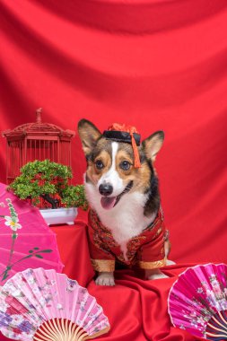 Bir erkek Corgi Pembroke Galsh Fotoshoot Fotoğraf Stüdyosu. Kırmızı arka plan Çin Yeni Yıl temalı elbise ve dekorasyonu.