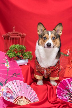 Bir erkek Corgi Pembroke Galsh Fotoshoot Fotoğraf Stüdyosu. Kırmızı arka plan Çin Yeni Yıl temalı elbise ve dekorasyonu.