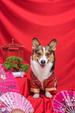 Bir erkek Corgi Pembroke Galsh Fotoshoot Fotoğraf Stüdyosu. Kırmızı arka plan Çin Yeni Yıl temalı elbise ve dekorasyonu.