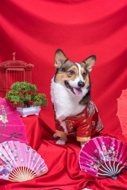 Bir erkek Corgi Pembroke Galsh Fotoshoot Fotoğraf Stüdyosu. Kırmızı arka plan Çin Yeni Yıl temalı elbise ve dekorasyonu.