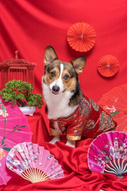 Bir erkek Corgi Pembroke Galsh Fotoshoot Fotoğraf Stüdyosu. Kırmızı arka plan Çin Yeni Yıl temalı elbise ve dekorasyonu.