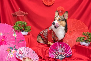 Bir erkek Corgi Pembroke Galsh Fotoshoot Fotoğraf Stüdyosu. Kırmızı arka plan Çin Yeni Yıl temalı elbise ve dekorasyonu.