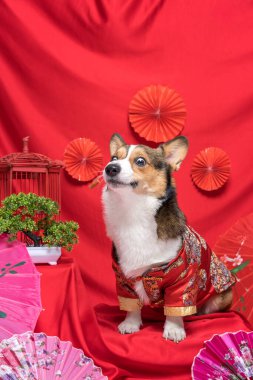 Bir erkek Corgi Pembroke Galsh Fotoshoot Fotoğraf Stüdyosu. Kırmızı arka plan Çin Yeni Yıl temalı elbise ve dekorasyonu.