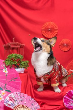 Bir erkek Corgi Pembroke Galsh Fotoshoot Fotoğraf Stüdyosu. Kırmızı arka plan Çin Yeni Yıl temalı elbise ve dekorasyonu.