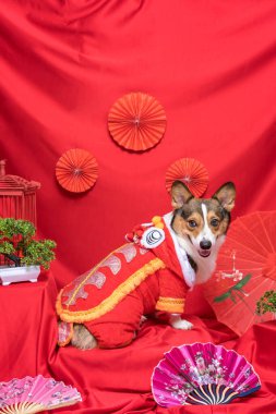 Bir erkek Corgi Pembroke Galsh Fotoshoot Fotoğraf Stüdyosu. Kırmızı arka plan Çin Yeni Yıl temalı elbise ve dekorasyonu.