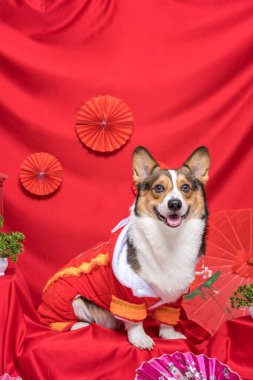 Bir erkek Corgi Pembroke Galsh Fotoshoot Fotoğraf Stüdyosu. Kırmızı arka plan Çin Yeni Yıl temalı elbise ve dekorasyonu.