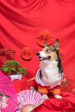 Bir erkek Corgi Pembroke Galsh Fotoshoot Fotoğraf Stüdyosu. Kırmızı arka plan Çin Yeni Yıl temalı elbise ve dekorasyonu.