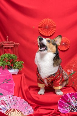 Bir erkek Corgi Pembroke Galsh Fotoshoot Fotoğraf Stüdyosu. Kırmızı arka plan Çin Yeni Yıl temalı elbise ve dekorasyonu.