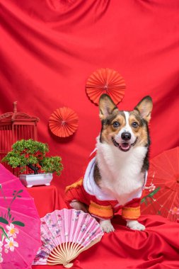 Bir erkek Corgi Pembroke Galsh Fotoshoot Fotoğraf Stüdyosu. Kırmızı arka plan Çin Yeni Yıl temalı elbise ve dekorasyonu.
