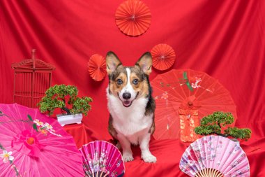 Bir erkek Corgi Pembroke Galsh Fotoshoot Fotoğraf Stüdyosu. Kırmızı arka plan Çin Yeni Yıl temalı elbise ve dekorasyonu.