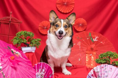 Bir erkek Corgi Pembroke Galsh Fotoshoot Fotoğraf Stüdyosu. Kırmızı arka plan Çin Yeni Yıl temalı elbise ve dekorasyonu.