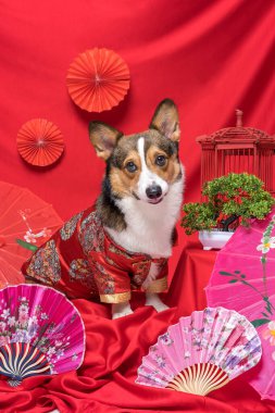 Bir erkek Corgi Pembroke Galsh Fotoshoot Fotoğraf Stüdyosu. Kırmızı arka plan Çin Yeni Yıl temalı elbise ve dekorasyonu.