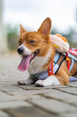 Pembroke Welsc Corgi 'nin portresi Sabah yürüyüşünde parkta bokeh arkaplanlı