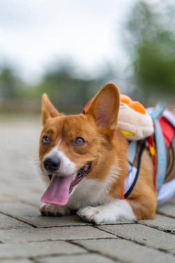 Pembroke Welsc Corgi 'nin portresi Sabah yürüyüşünde parkta bokeh arkaplanlı