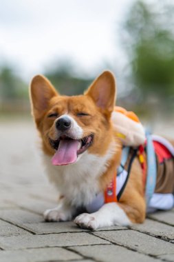 Pembroke Welsc Corgi 'nin portresi Sabah yürüyüşünde parkta bokeh arkaplanlı