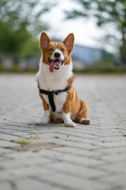 Pembroke Welsc Corgi 'nin portresi Sabah yürüyüşünde parkta bokeh arkaplanlı