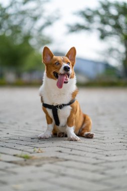 Pembroke Welsc Corgi 'nin portresi Sabah yürüyüşünde parkta bokeh arkaplanlı