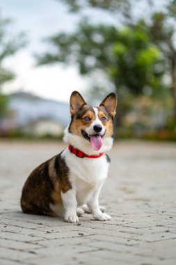 Pembroke Welsc Corgi 'nin portresi Sabah yürüyüşünde parkta bokeh arkaplanlı