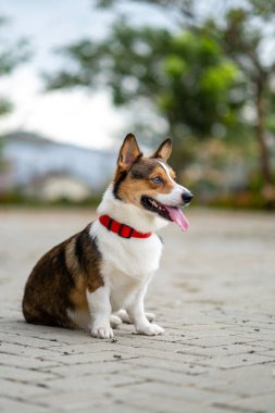 Pembroke Welsc Corgi 'nin portresi Sabah yürüyüşünde parkta bokeh arkaplanlı