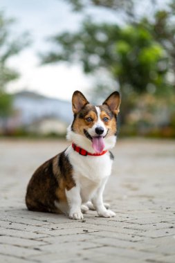 Pembroke Welsc Corgi 'nin portresi Sabah yürüyüşünde parkta bokeh arkaplanlı