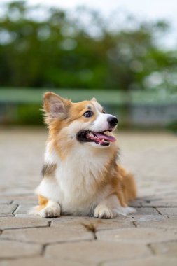 Pembroke Welsc Corgi 'nin portresi Sabah yürüyüşünde parkta bokeh arkaplanlı