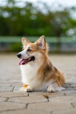 Pembroke Welsc Corgi 'nin portresi Sabah yürüyüşünde parkta bokeh arkaplanlı