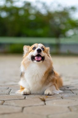 Pembroke Welsc Corgi 'nin portresi Sabah yürüyüşünde parkta bokeh arkaplanlı