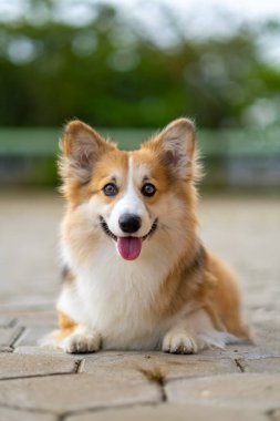 Pembroke Welsc Corgi 'nin portresi Sabah yürüyüşünde parkta bokeh arkaplanlı