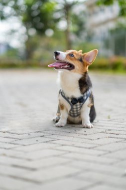 a portrait of pembroke welsc corgi with bokeh background at the park in the morning walk