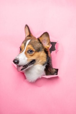 Mutlu bir erkek pembroke galsh corgi dog photoshoot stüdyo fotoğrafçılığı. Üzerinde pembe kağıt kafa kırma kavramı var.