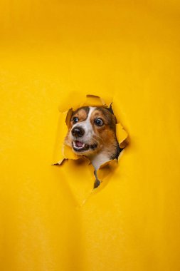 Mutlu bir erkek pembroke galsh corgi dog photoshoot stüdyo fotoğrafçılığı konsept sarı kağıt baş kırarak ifade ile