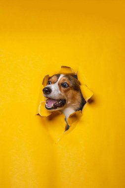 Mutlu bir erkek pembroke galsh corgi dog photoshoot stüdyo fotoğrafçılığı konsept sarı kağıt baş kırarak ifade ile