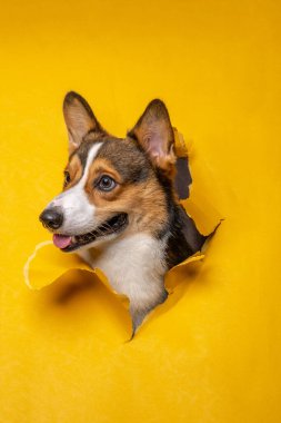 Mutlu bir erkek pembroke galsh corgi dog photoshoot stüdyo fotoğrafçılığı konsept sarı kağıt baş kırarak ifade ile