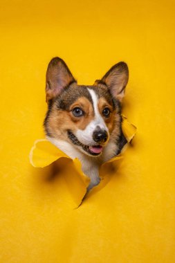 Mutlu bir erkek pembroke galsh corgi dog photoshoot stüdyo fotoğrafçılığı konsept sarı kağıt baş kırarak ifade ile