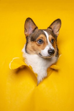 Mutlu bir erkek pembroke galsh corgi dog photoshoot stüdyo fotoğrafçılığı konsept sarı kağıt baş kırarak ifade ile