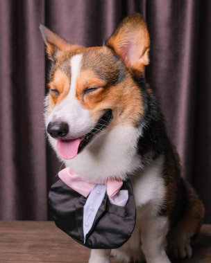 Mutlu bir ifade, erkek pembroke corgi dog photoshoot stüdyo fotoğrafçılığı perdenin önünde, kafasında aşk bandı olan bir konsept.