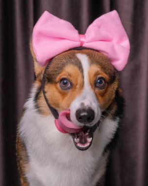 Mutlu bir ifade, erkek pembroke corgi dog photoshoot stüdyo fotoğrafçılığı perdenin önünde, kafasında aşk bandı olan bir konsept.