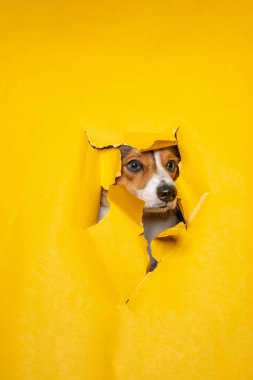Mutlu bir erkek pembroke galsh corgi dog photoshoot stüdyo fotoğrafçılığı konsept sarı kağıt baş kırarak ifade ile