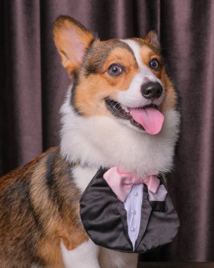 Mutlu bir ifade, erkek pembroke corgi dog photoshoot stüdyo fotoğrafçılığı perdenin önünde, kafasında aşk bandı olan bir konsept.