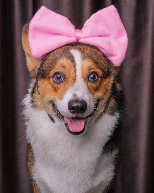 Mutlu bir ifade, erkek pembroke corgi dog photoshoot stüdyo fotoğrafçılığı perdenin önünde, kafasında aşk bandı olan bir konsept.