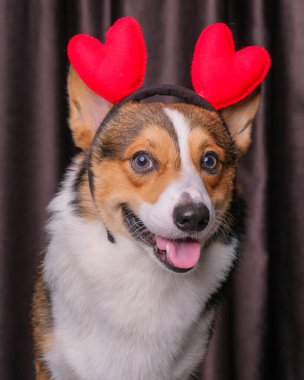Mutlu bir ifade, erkek pembroke corgi dog photoshoot stüdyo fotoğrafçılığı perdenin önünde, kafasında aşk bandı olan bir konsept.
