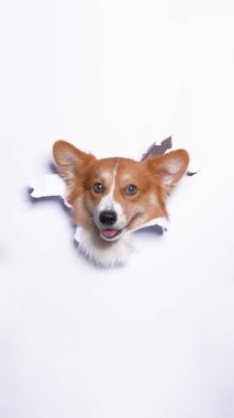 Bir dişi pembroke corgi dog photoshoot stüdyo fotoğrafçılığı beyaz kağıt kafa kırma kavramı ile ifade ile