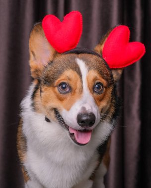 Mutlu bir ifade, erkek pembroke corgi dog photoshoot stüdyo fotoğrafçılığı perdenin önünde, kafasında aşk bandı olan bir konsept.