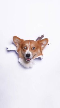 Bir dişi pembroke corgi dog photoshoot stüdyo fotoğrafçılığı beyaz kağıt kafa kırma kavramı ile ifade ile