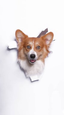 Bir dişi pembroke corgi dog photoshoot stüdyo fotoğrafçılığı beyaz kağıt kafa kırma kavramı ile ifade ile