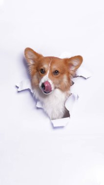Bir dişi pembroke corgi dog photoshoot stüdyo fotoğrafçılığı beyaz kağıt kafa kırma kavramı ile ifade ile