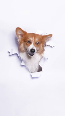 Bir dişi pembroke corgi dog photoshoot stüdyo fotoğrafçılığı beyaz kağıt kafa kırma kavramı ile ifade ile