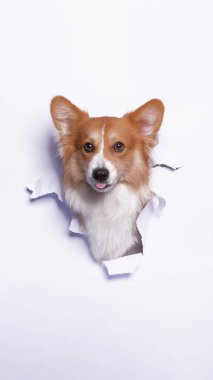 Bir dişi pembroke corgi dog photoshoot stüdyo fotoğrafçılığı beyaz kağıt kafa kırma kavramı ile ifade ile